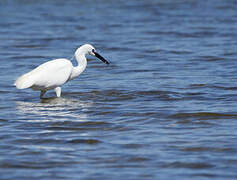 Aigrette garzette