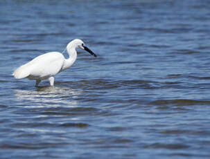 Aigrette garzette