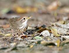 Puff-throated Babbler