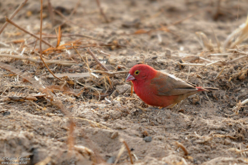 Red-billed Firefinch