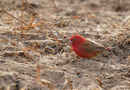 Red-billed Firefinch