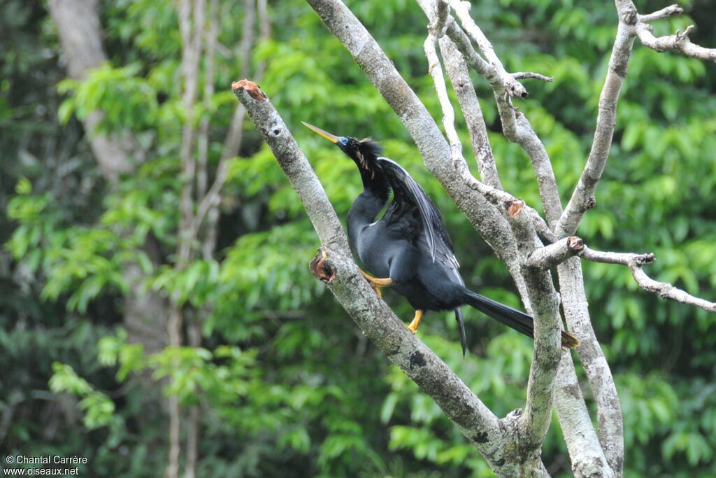 Anhinga