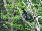 Anhinga d'Amérique