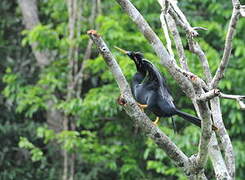 Anhinga