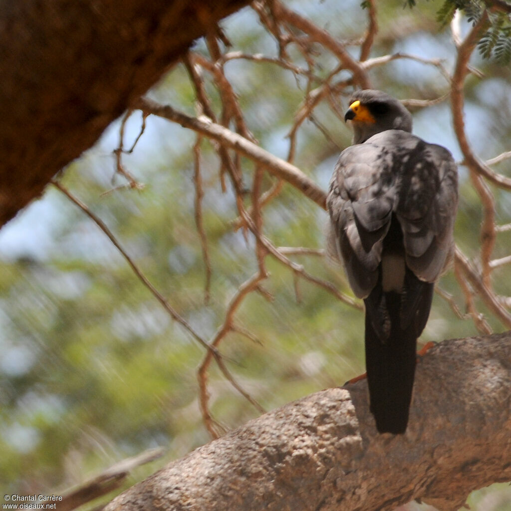 Eastern Chanting Goshawk