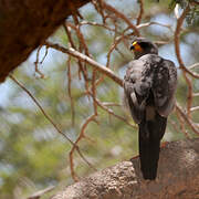 Eastern Chanting Goshawk