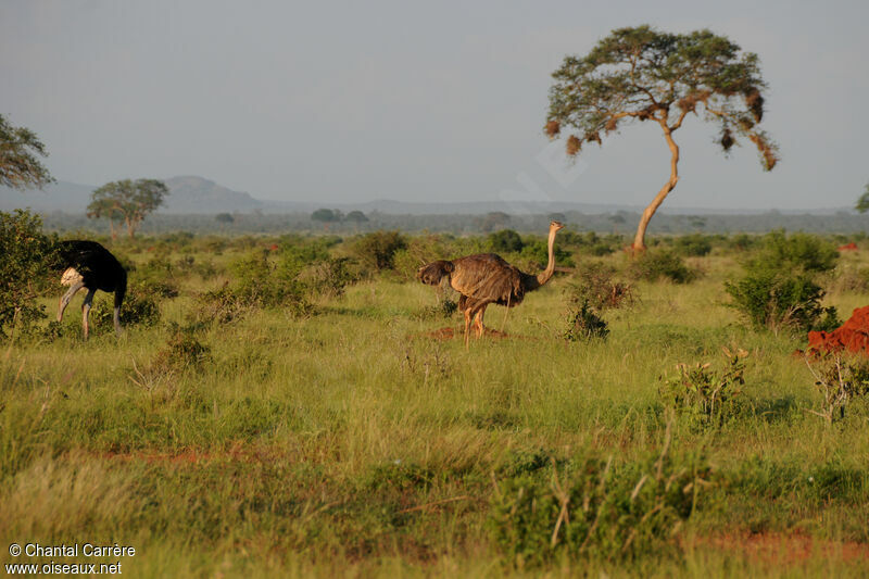 Common Ostrichadult