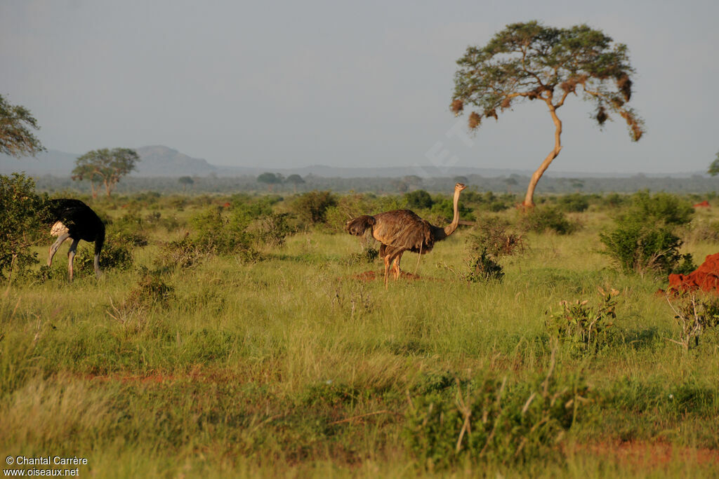 Autruche d'Afriqueadulte