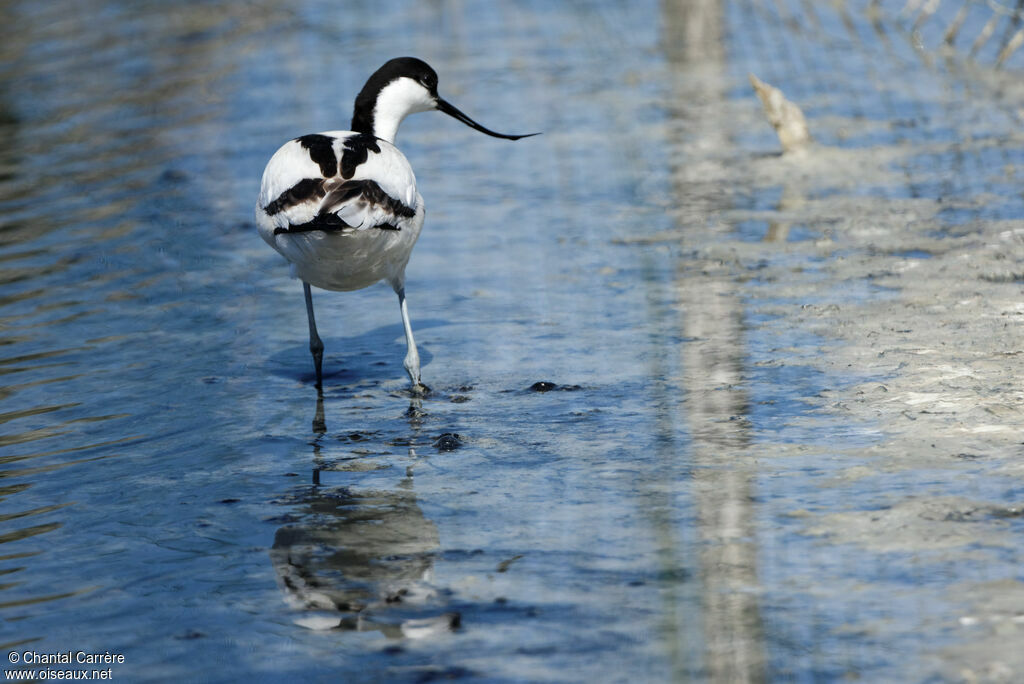 Pied Avocet