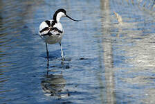 Avocette élégante