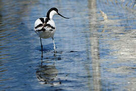 Avocette élégante