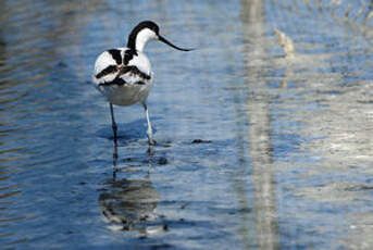 Avocette élégante