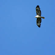 Western Osprey