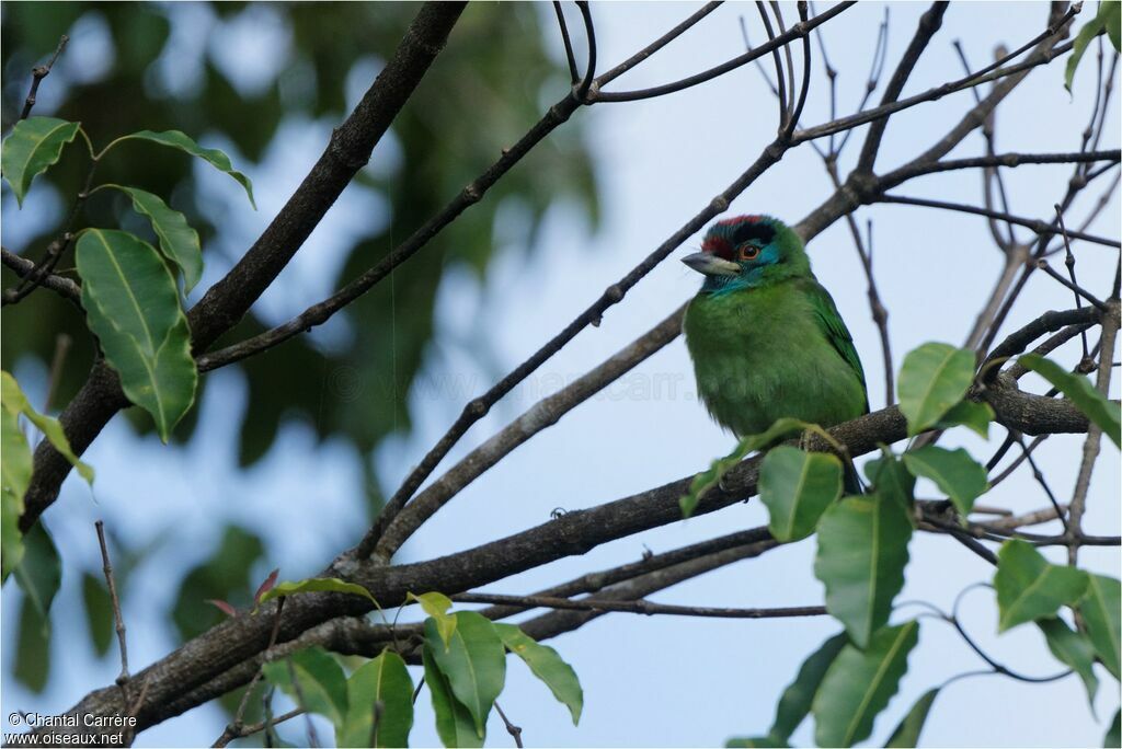 Blue-throated Barbet