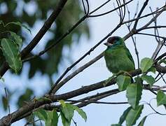 Blue-throated Barbet