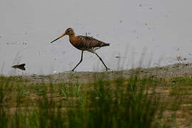 Black-tailed Godwit