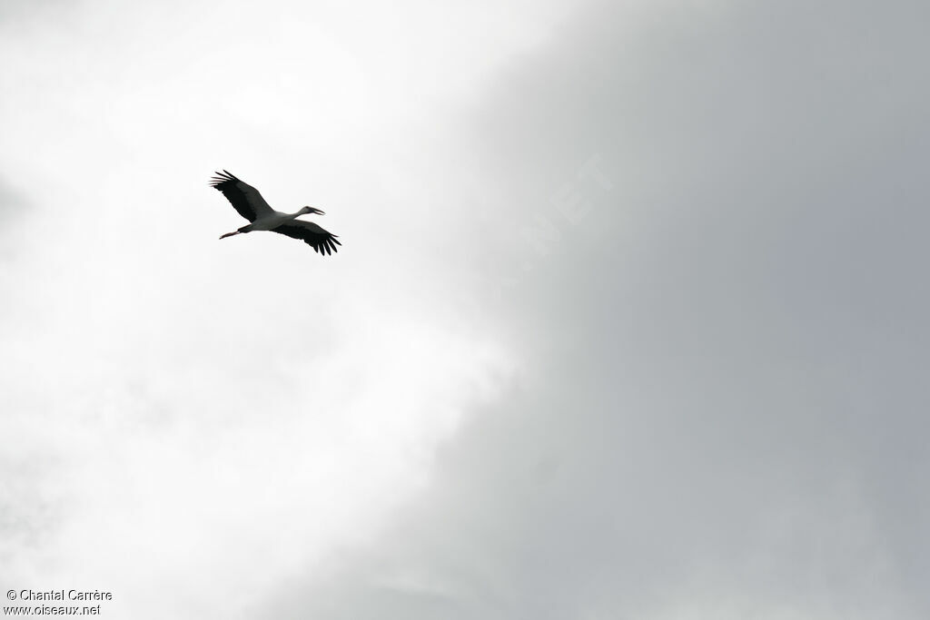 Asian Openbill