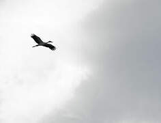 Asian Openbill