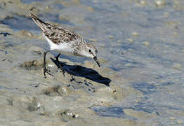 Little Stint