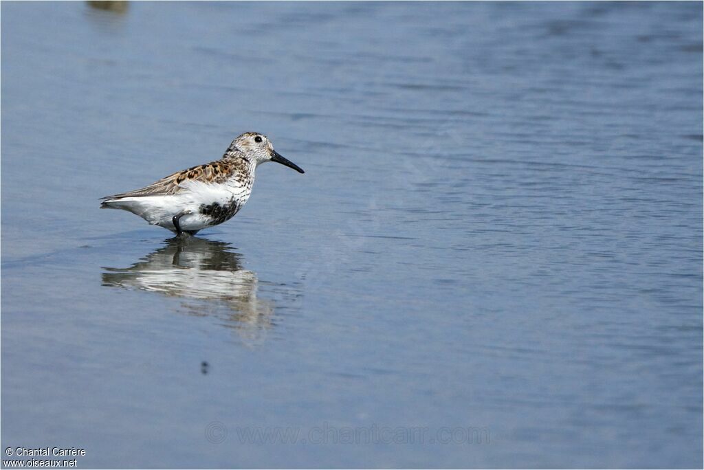 Bécasseau variable