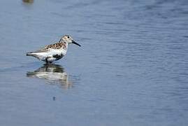 Dunlin