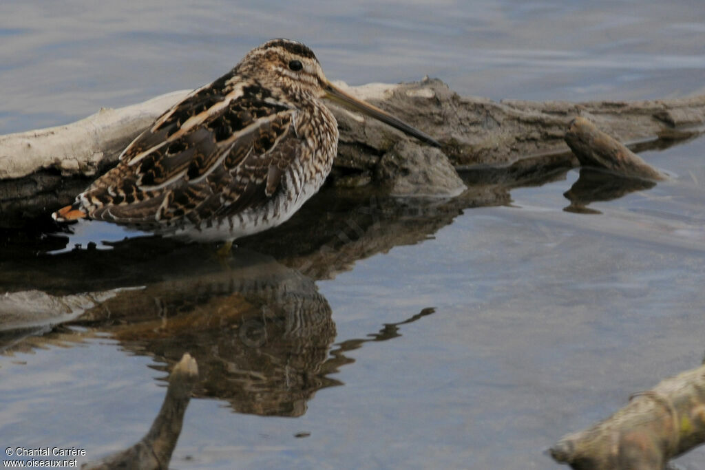 Common Snipe