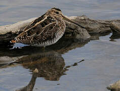 Common Snipe