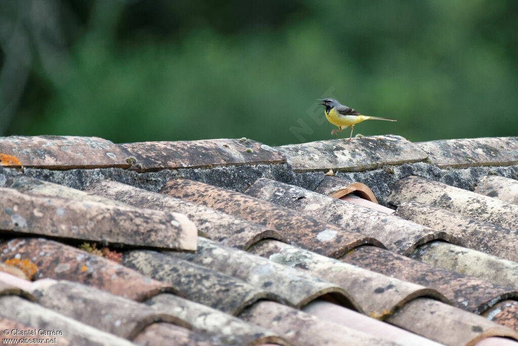 Grey Wagtail