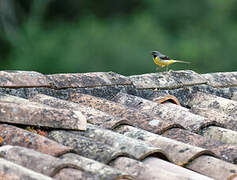 Grey Wagtail