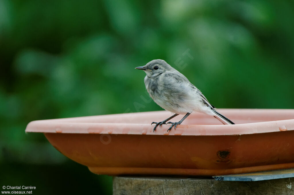 White Wagtailjuvenile