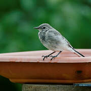 White Wagtail