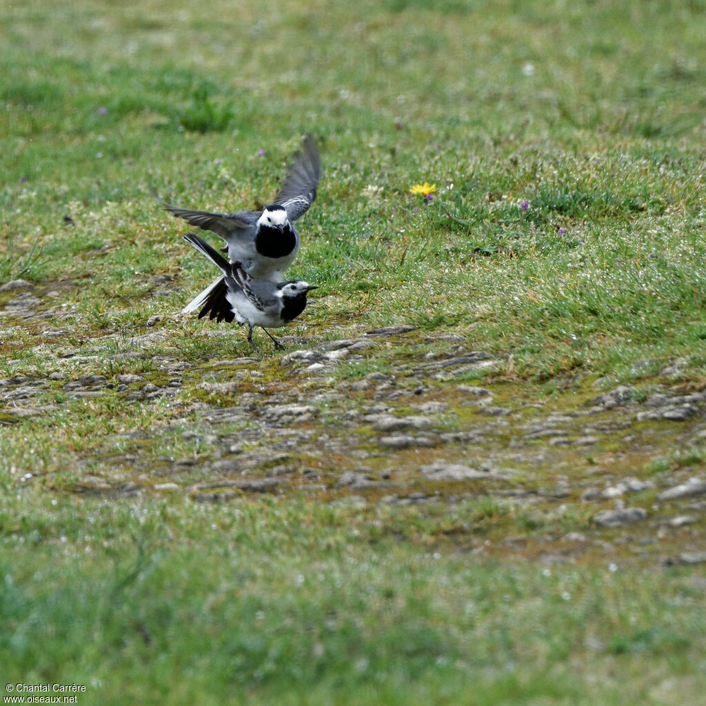 Bergeronnette griseadulte, accouplement.