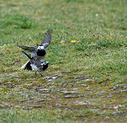 White Wagtail