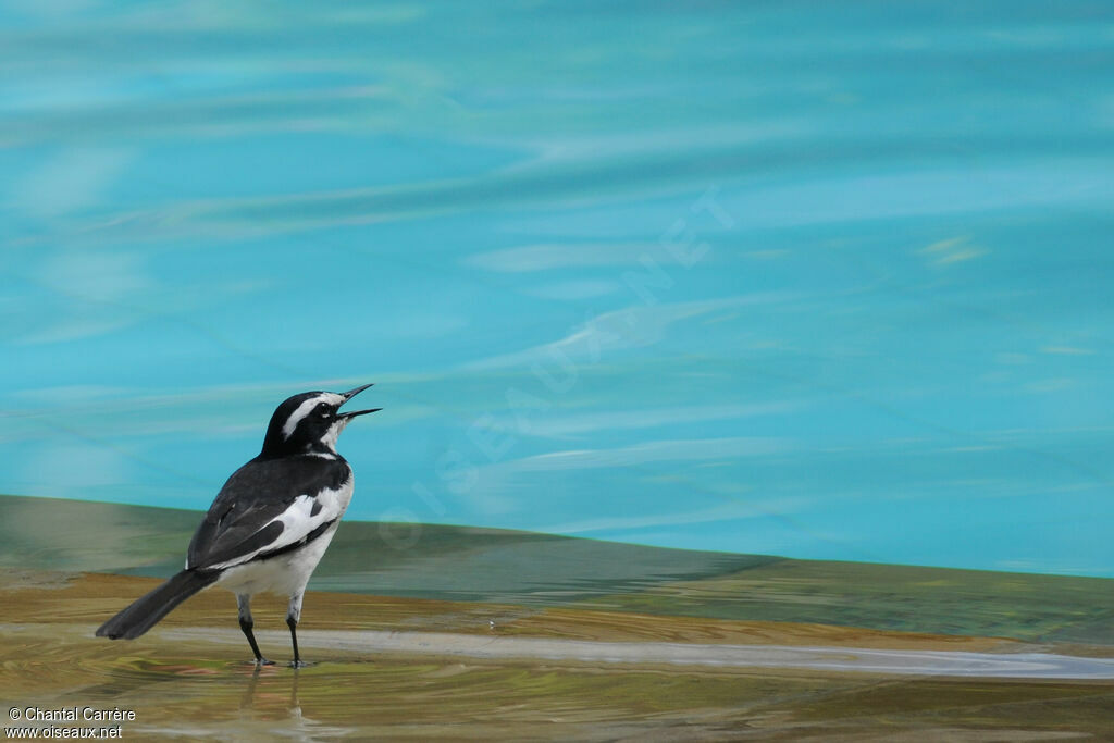 African Pied Wagtail