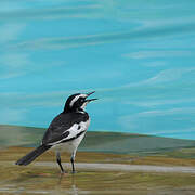 African Pied Wagtail