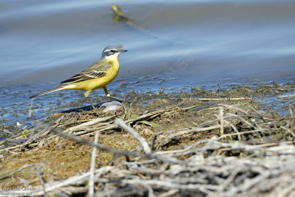 Western Yellow Wagtail