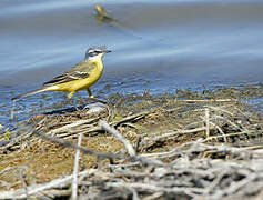 Western Yellow Wagtail