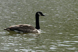 Canada Goose