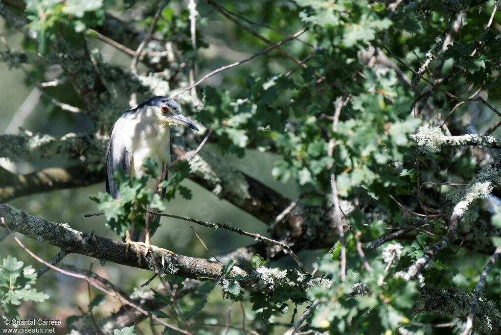 Black-crowned Night Heron