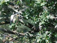 Black-crowned Night Heron