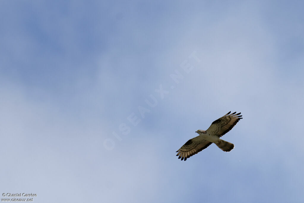 European Honey Buzzard