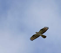 European Honey Buzzard