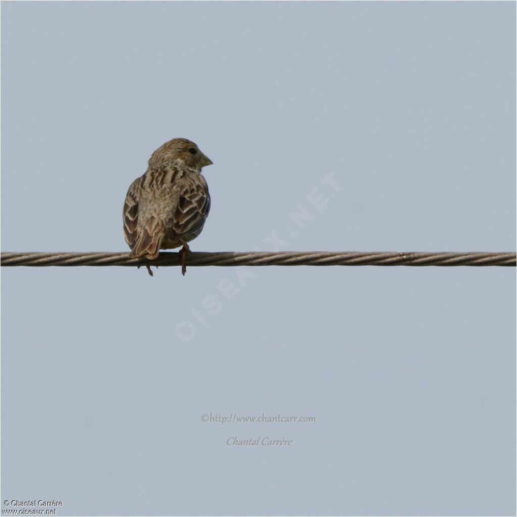 Corn Bunting