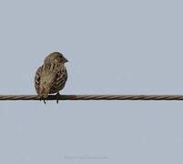 Corn Bunting