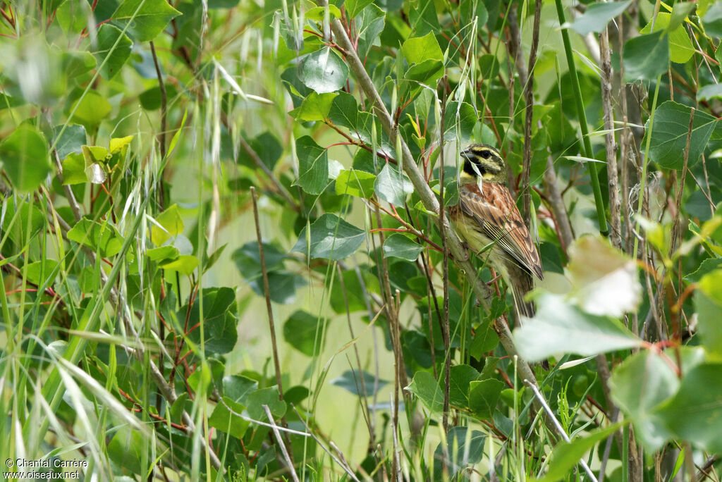 Cirl Bunting