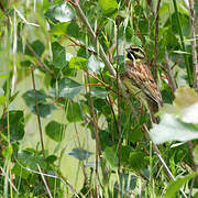 Cirl Bunting