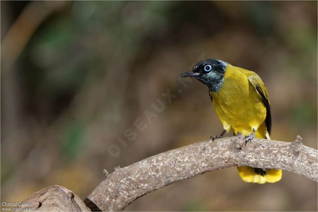 Bulbul cap-nègreadulte, identification