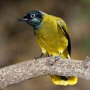 Black-headed Bulbul