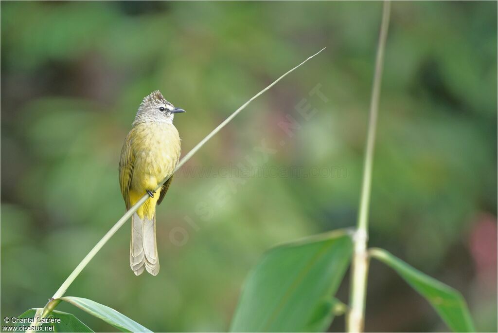 Bulbul flavescent