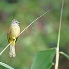 Bulbul flavescent